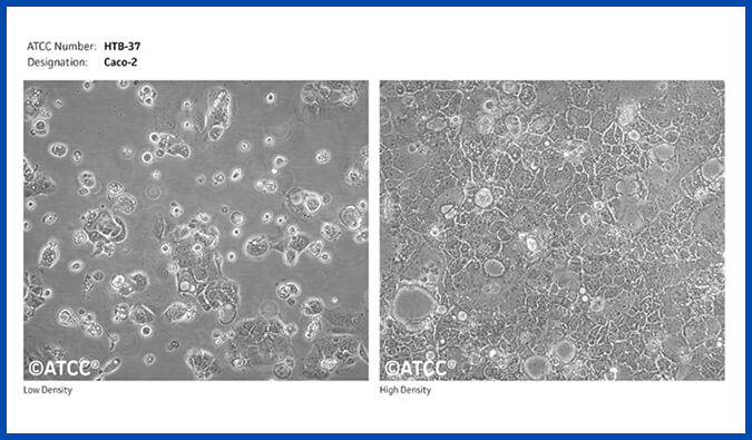Caco-2 细胞渗透性试验