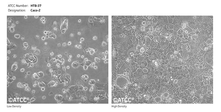 Caco-2细胞（来源--ATCC）.jpg