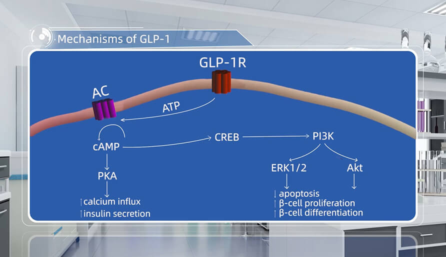 GLP-1 作用机制
