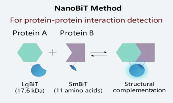 蛋白与蛋白相互作用.jpg