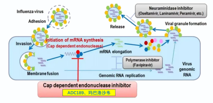 美迪西祝贺 | 可愈可及！成人青少年甲型乙型流感！安帝康生物一粒治愈流感新药玛氘诺沙韦——III期研究成功