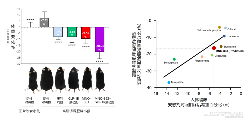 4周降低近10%体重！美迪西助力慕恩生物MNO-863活菌生物药获批临床