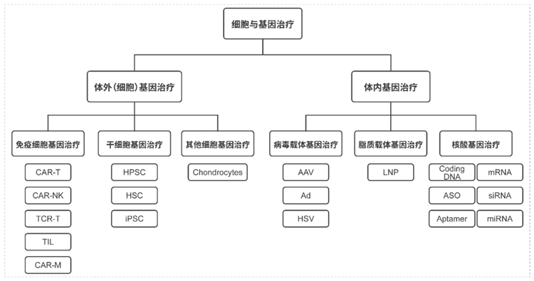 细胞与基因治疗分类.webp