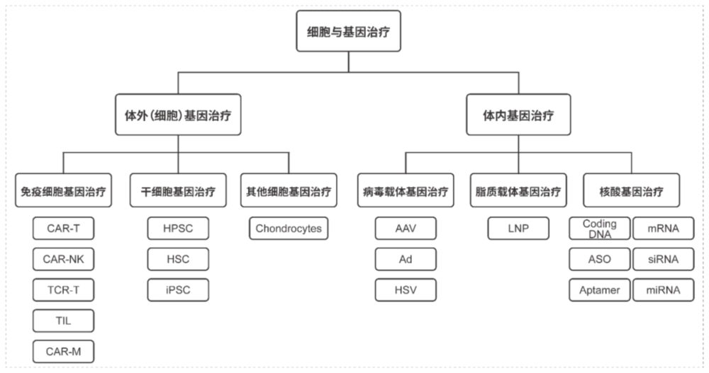 细胞与基因治疗分类.webp