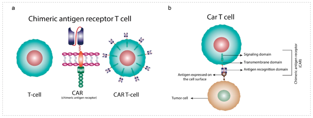 CAR-T cell structure and mechanism of action.webp