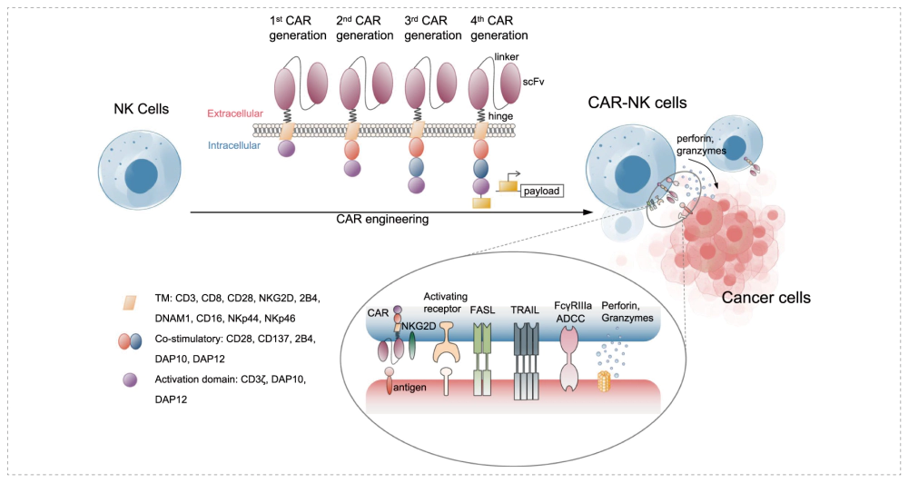 The constructs and targets of CAR-NK cells.webp