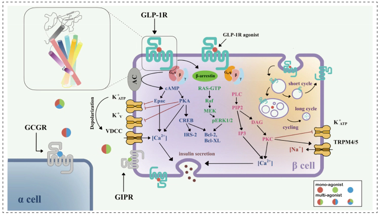 GLP-1R在胰腺β细胞中的信号通路.webp