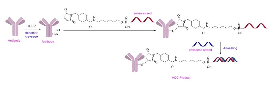 马来酰亚胺-硫醇共轭(MTC).webp 马来酰亚胺-硫醇共轭(MTC).webp