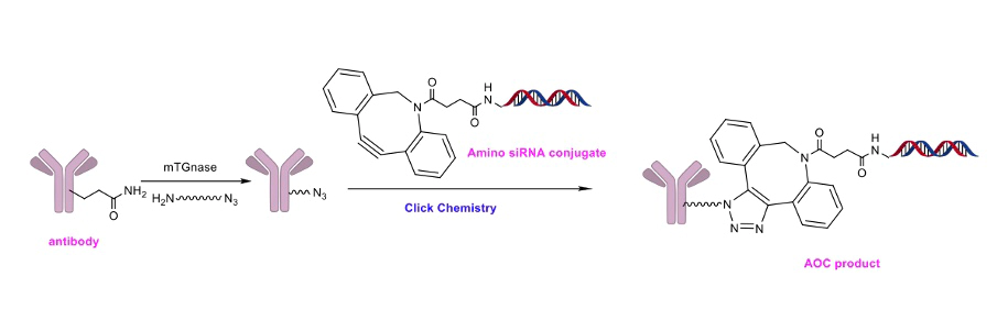 通过微生物转谷氨酰胺酶(mTG-nase)进行位点特异性结合(SSC).webp 通过微生物转谷氨酰胺酶(mTG-nase)进行位点特异性结合(SSC).webp