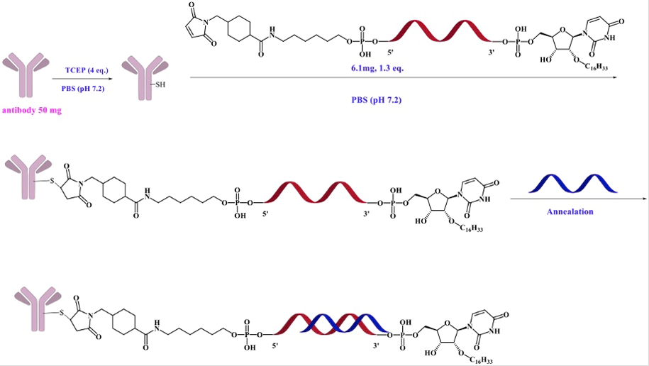 抗体-siRNA-结合(退火后)表现出优化的退火后过程,以增强稳定性.webp 抗体-siRNA-结合(退火后)表现出优化的退火后过程,以增强稳定性.webp