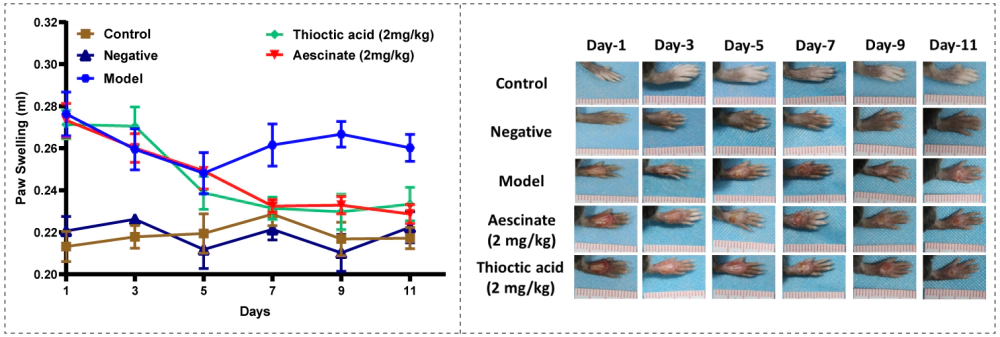 糖尿病足药效学模型—足容积.webp 糖尿病足药效学模型—足容积.webp