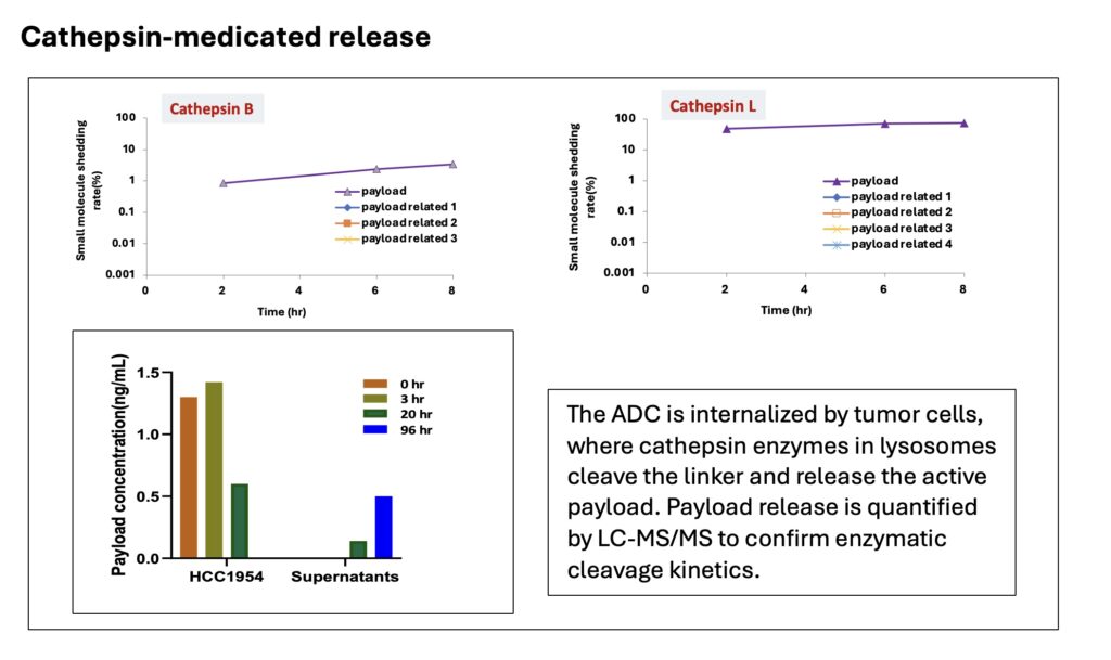 Cathepsin 介导的载荷释放-1.jpeg Cathepsin 介导的载荷释放-1.jpeg