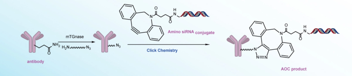 通过微生物谷氨酰胺转胺酶(mTG-nase)-实现定点偶联.webp 通过微生物谷氨酰胺转胺酶(mTG-nase)-实现定点偶联.webp