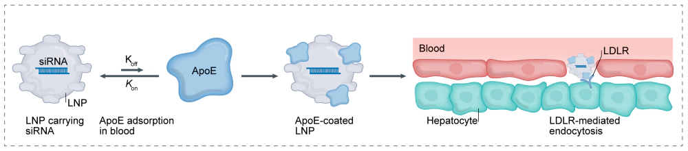 第一代小核酸技术:LNP+小核酸.webp 第一代小核酸技术:LNP+小核酸.webp