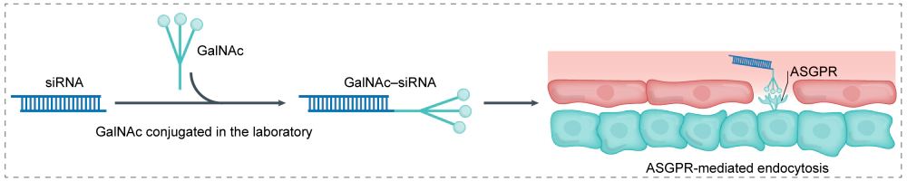 第二代小核酸技术:GalNAc+小核酸.webp 第二代小核酸技术:GalNAc+小核酸.webp