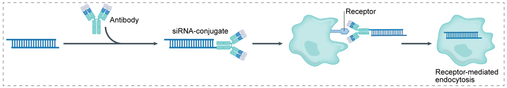 第三代小核酸技术:抗体+linker+小核酸.webp 第三代小核酸技术:抗体+linker+小核酸.webp