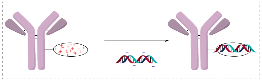 离子相互作用(电荷相互作用).webp 离子相互作用(电荷相互作用).webp