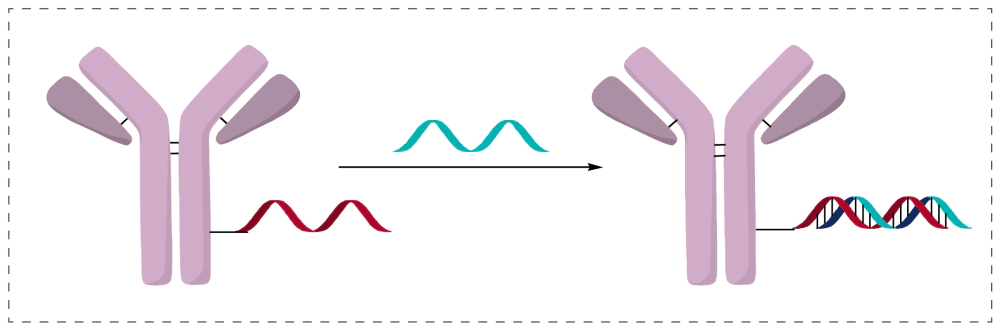 核酸双链杂交结合.webp 核酸双链杂交结合.webp