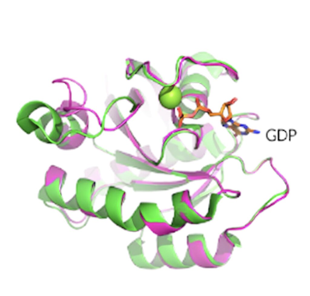 KRAS G12D晶体结构揭示了蛋白质的构象和 GDP 结合状态。.jpeg