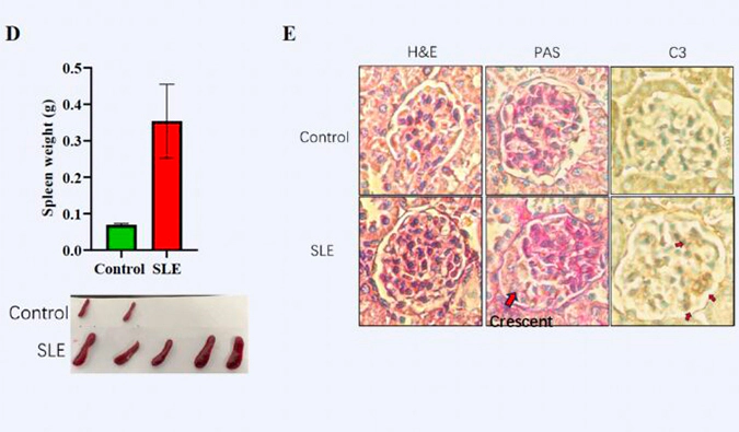美迪西非肿瘤模型