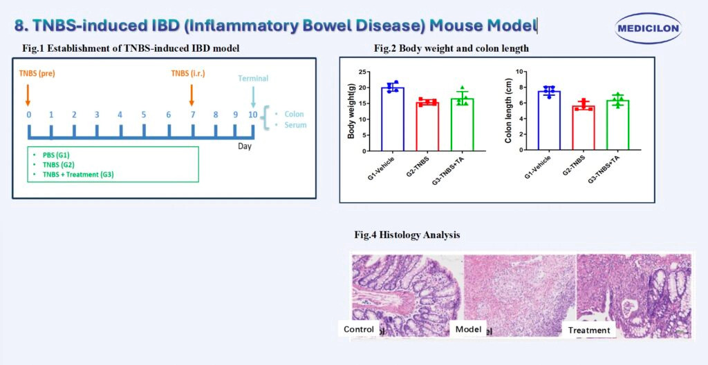 8 TNBS诱导的炎症性肠病（IBD）小鼠模型.webp
