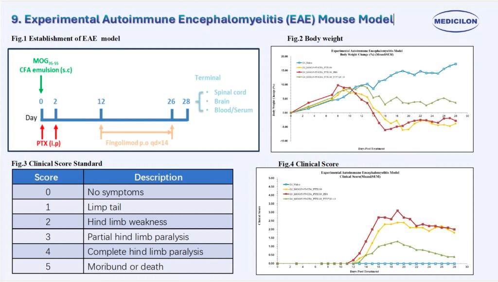 9 实验性自身免疫性脑脊髓炎（EAE）小鼠模型.webp
