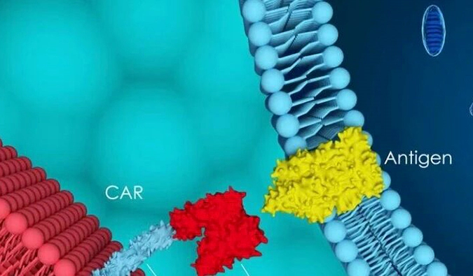 药化攻坚｜LNP偶联技术如何推动体内CAR-T精准投递？