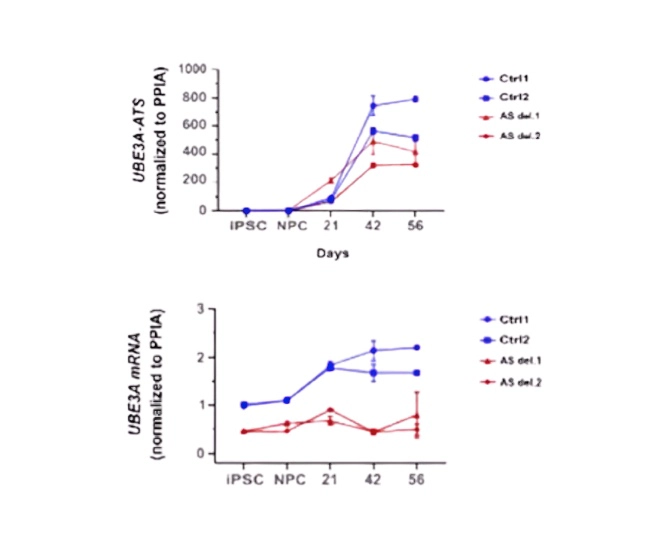 利用 iPSC 衍生的皮层神经元评估靶向 UBE3A 的 ASO 的疗效 主要结果-2.webp