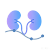 慢性肾功能衰竭模型.png