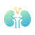 高尿酸性肾病模型.png