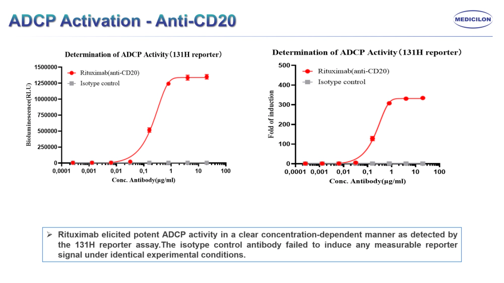 ADCP(抗体依赖的细胞介导的吞噬作用).webp ADCP(抗体依赖的细胞介导的吞噬作用).webp