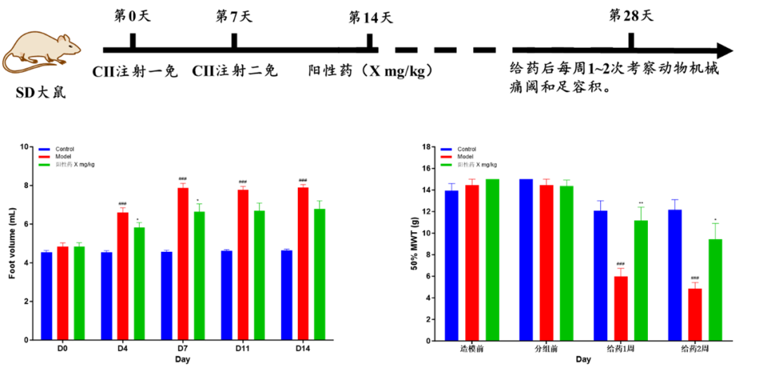 图4 牛II型胶原诱导大鼠类风湿性关节炎模型示意图.png 图4 牛II型胶原诱导大鼠类风湿性关节炎模型示意图.png
