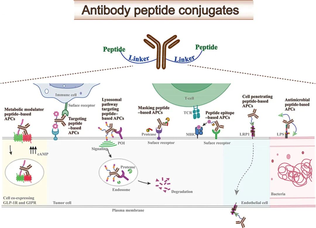 Schematic diagram of antibody–peptide conjugates.jpg Schematic diagram of antibody–peptide conjugates.jpg