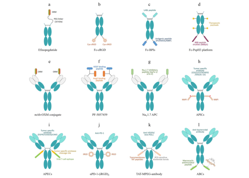 Schematic illustration of other antibody-peptide conjugates.webp Schematic illustration of other antibody-peptide conjugates.webp